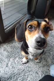 Black And White Dachshund Beagle Mix Handsomedogs Beagle Mix Puppies Pitbull Terrier American Pitbull Terrier