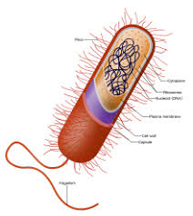 The major polysaccharides making up the primary cell wall of land plants are cellulose, hemicellulose, and pectin. Cell Wall Wikipedia