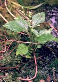 Image result for Adenostemma