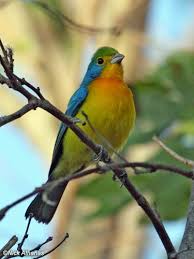Uk Birds With Yellow Feathers Mystery Bird Orange Breasted Bunting Passerina Leclancherii Grrlscientist Punctuated Equilibrium Beautiful Birds Pet Birds Bird