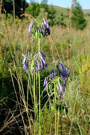 Image result for Agapanthus inapertus