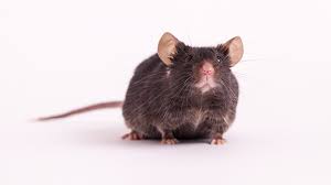 No tags for this post. Aged C57bl 6j Mice Jax