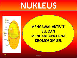Check spelling or type a new query. Ppt Struktur Dan Fungsi Sel Powerpoint Presentation Free Download Id 3810917