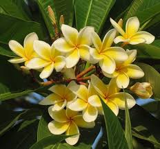 Beautiful Plumeria Plumeria Flowers Hawaiin Flowers Beautiful Flowers