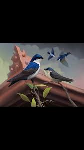 Image result for Monotes hypoleucus