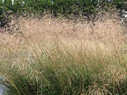 Deschampsia cespitosa семейство злаки (poaceae). Schmiele Schottland Finde Deine Neue Staude Online Ratgeber
