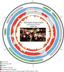 Image result for Pilostyles aethiopica