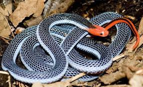 Blue Coral Snake Coral Snake Beautiful Snakes Snake