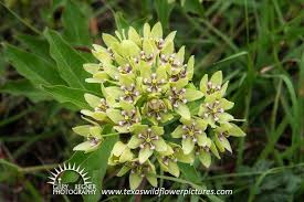 Green Milkweed Asclepias Viridis Thumbnail Index Of White Texas Wildflowers Texas Wildflower Pictures By Gary Reg Wild Flowers Asclepias Milkweed