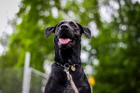They're pets that are an accommodation for a disability. How To Register My Dog As An Esa Tip 1 Don T Esa Doctors