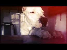 Dogo Argentino Asks For Food Youtube