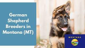 According to the fci, the breed's english language name is german shepherd dog. 32 German Shepherd Breeders In Montana Mt German Shepherd Puppies For Sale Animalfate