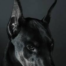 Anubis Aesthetic Tumblr Doberman Doberman Pinscher Dogs