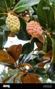 Image result for Annona squamosa