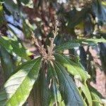 Image result for Brachylaena huillensis