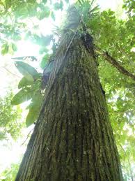 Image result for Cedrela