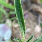 Image result for Justicia exigua