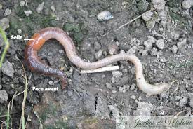 Bienvenue à célia, notre ambassadrice vers la terre du mois d'octobre! Eloge Du Ver De Terre Les Jardins De Malorie