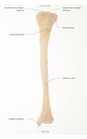 Use the leg bones diagrams to learn the names of the leg bones and leg anatomy. Lower Limb Department Of Physiology Development And Neuroscience