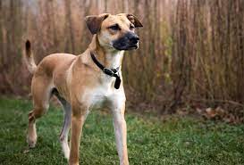 Black Mouth Cur Breed Guide Info Pictures Care More Pet Keen
