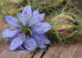 The lotus plant has such attractive pods they are often found dried in floral arrangements. Savory Seeds Garden In Delight