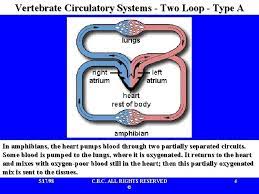 Science 311 Circulatory System Structure And Function Chapter