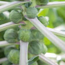 Allergen info undeclared does not contain declaration . Brussels Sprouts Irene F1 Brassica Oleracea De Bolster Organic Seeds