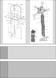 Anatomie Pdf Txt