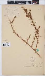 Image result for Oliverella rubroviridis