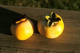 Image result for Diospyros mweroensis