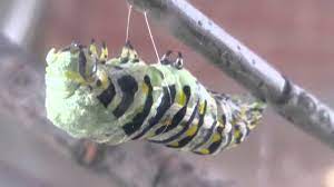 Maybe you would like to learn more about one of these? Black Swallowtail Caterpillar To Chrysalis Youtube