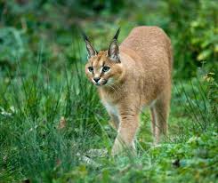 See a recent post on tumblr from @jadesjunk about caracal. Caracal Facts For Kids Konnecthq