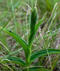 Image result for Disa eminii