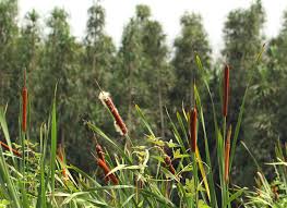 Image result for Typha capensis