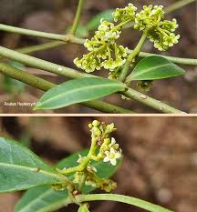 Image result for Secamone alpini