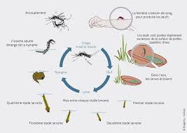 L'utiliser sur une eau stagnante permet de tuer efficacement les larves de moustiques. Moustiques