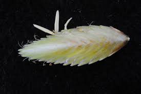 Image result for Cyperus pectinatus