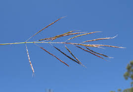 Image result for Bothriochloa bladhii
