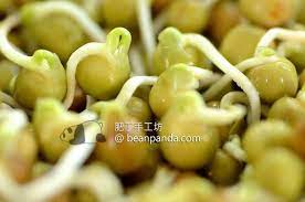 豌豆苗在家種 無土水培 開心農場清炒爽脆芽菜料理pea sprouts and shoots a step by step growing guide 肥丁手工坊
