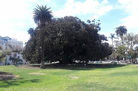 Book now at the fig tree in birmingham, al. Balboa Park Moreton Bay Fig Tree San Diego California Atlas Obscura