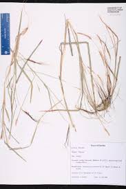 Image result for Diheteropogon filifolius
