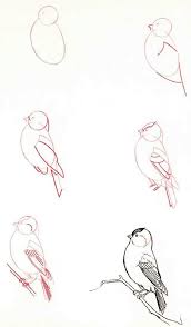 Pin By Diana On Birds In 2020 Bird Drawings Animal Drawings Easy Drawings