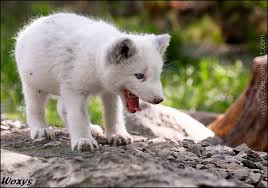 World Is For Laughing By Woxys On Deviantart Animals Zoo Animals Cute Animals
