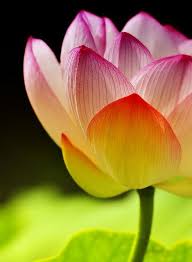 Pin On Flowers I Like
