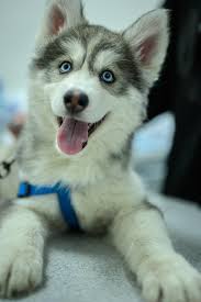 My Cute Little Baby Husky Album On Imgur