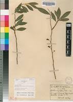 Image result for Aphloia theiformis