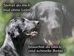 Even though this dog has a relaxed character, exercise is very important to prevent behavioral problems. 4pfotenshop Hundewarnschilder Und Kratzfeste Autoaufkleber Mit Hundemotiven Hundeschilder Metallschilder Turschilder Flat Coated Retriever