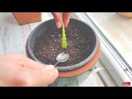 Ev yeşili'nin bu bölümünde gizem aydoğan hürriyet.com.tr için kökten aloe vera çoğaltma yöntemini anlattı. Aloe Vera Bitkisi Nasil Yetistirilir Ve Kullanilir Gunluk Dogal Cilt Bakimi Icin Oneriler Tavsiye Youtube Aloe Bitki Dogal Cilt Bakimi