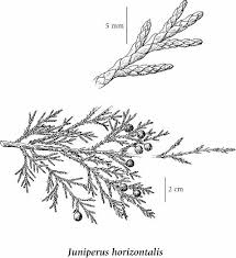 Image result for Cupressaceae