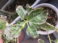 あじさいについて あじさいの葉 新芽 が縮れて丸まってしまいました 花も Yahoo 知恵袋
